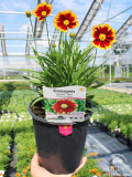 6.3" Coreopsis Uptick Red