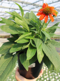6.3" Echinachea Sombrero Adobe Orange