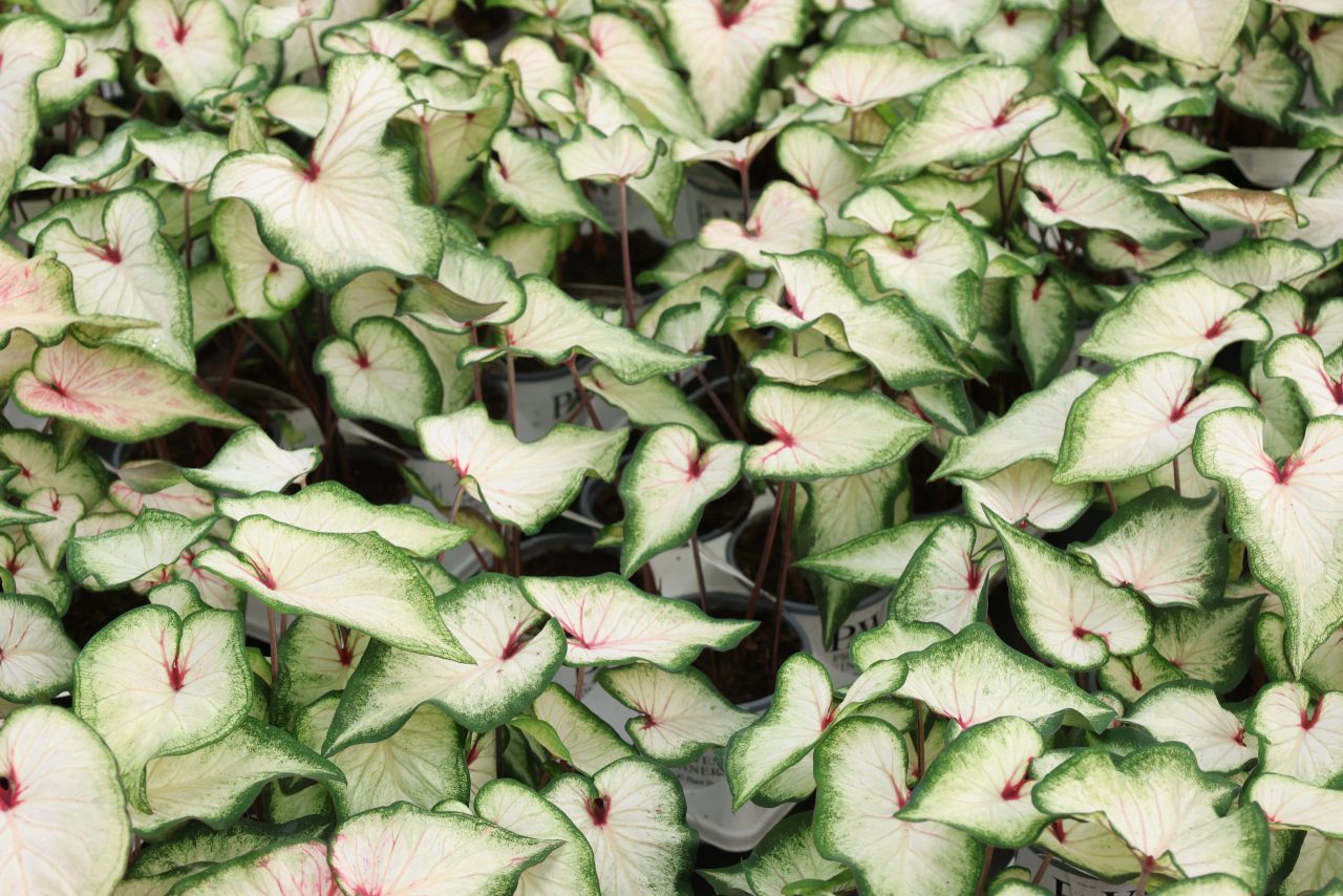 Coleus