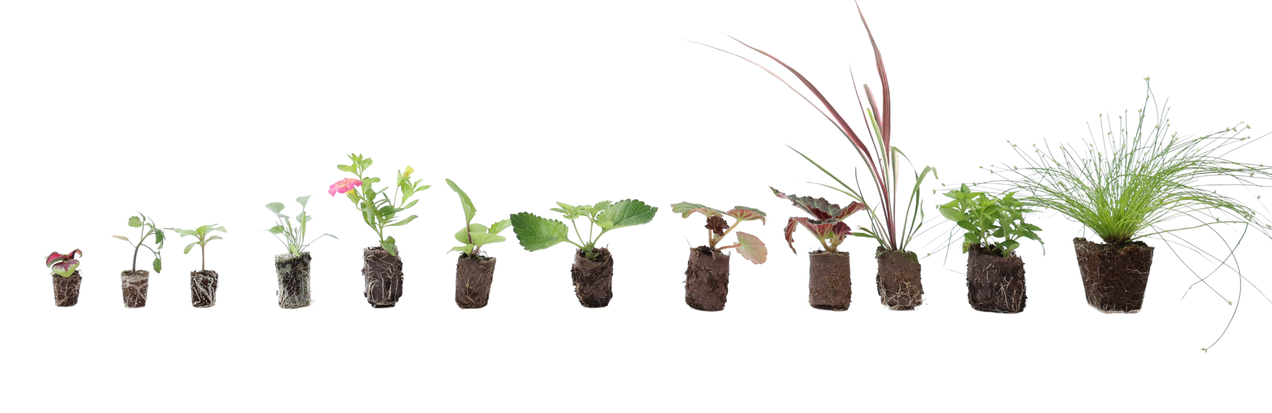 Young Plants Plug & Liner Size Breakdown